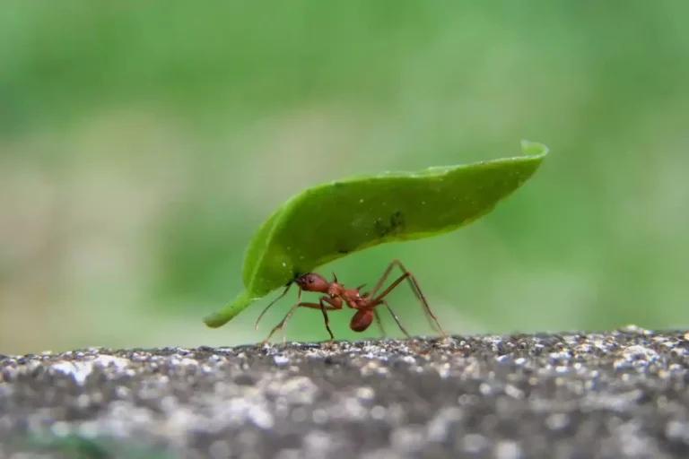 espaces naturels de la MEL, fourmi portant une feuille
