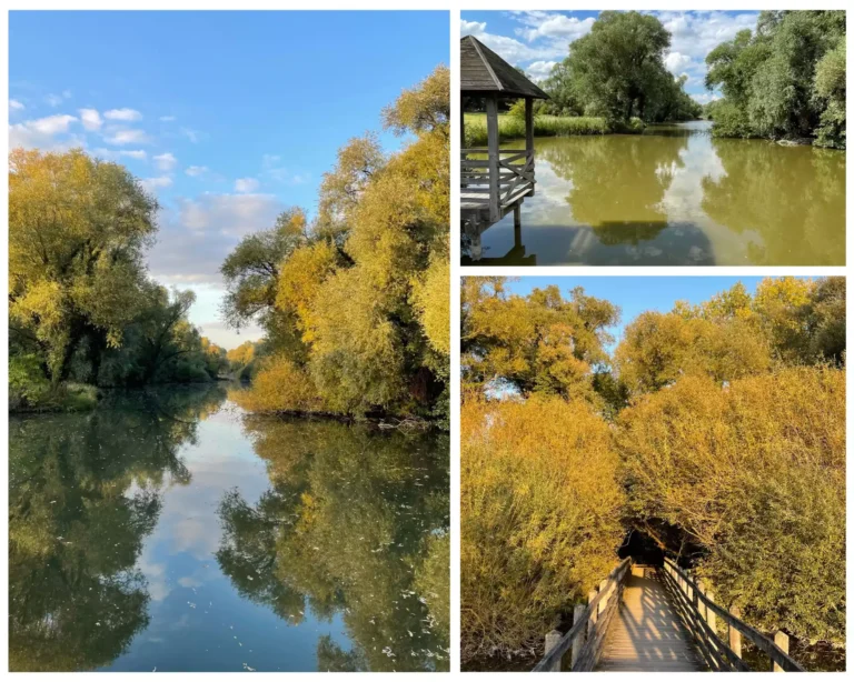 Rivière ombragée et ponton au parc des Ansereuilles de Wavrin