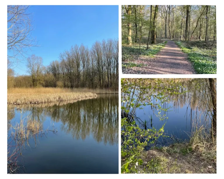 forêt de Phalempin, étang de la forêt de Phalempin